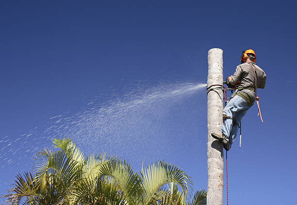 Trusted Corinth, MS Tree Care Experts