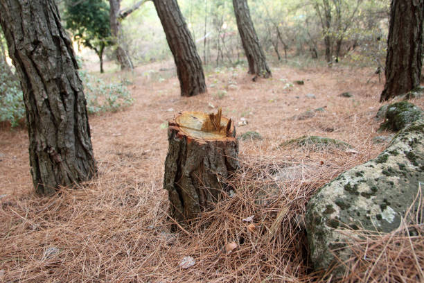 Best Firewood Processing and Delivery  in Corinth, MS