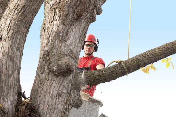 How Our Tree Care Process Works  in  Corinth, MS