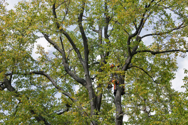 Best Tree and Shrub Care  in Corinth, MS